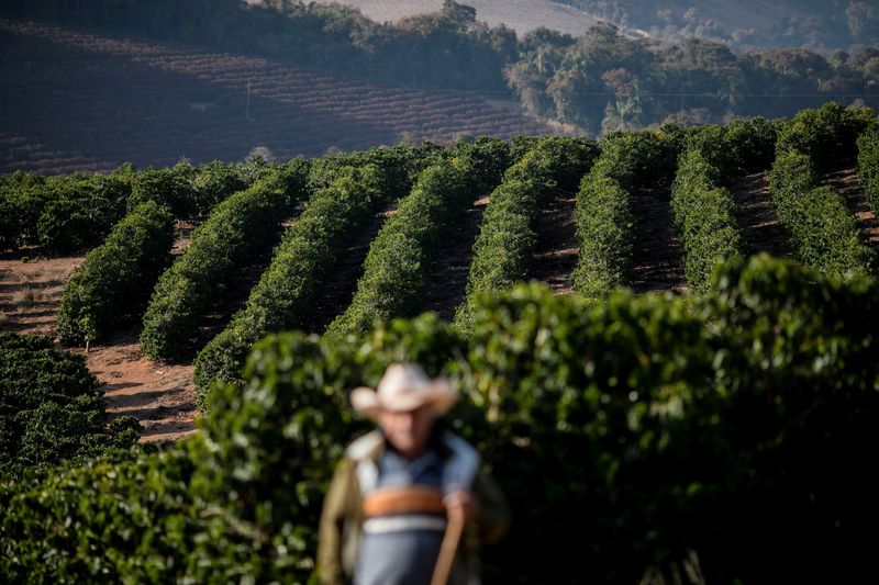 IBGE passa a ver aumento na produção de café do Brasil em 2025 e aponta alta menor do preço