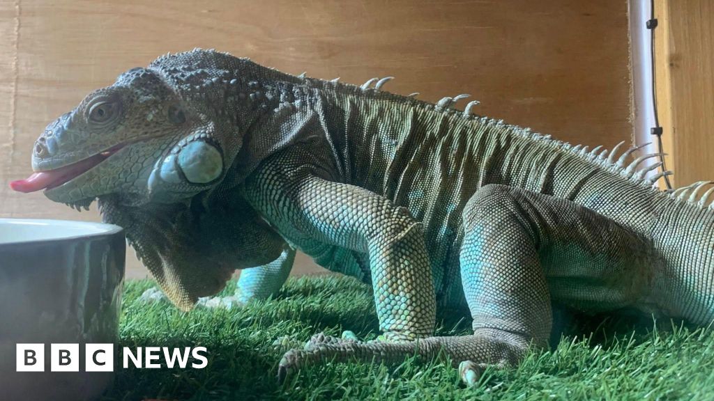 Iguana resgatou depois de escapar de 100 pés em uma árvore em Kent
