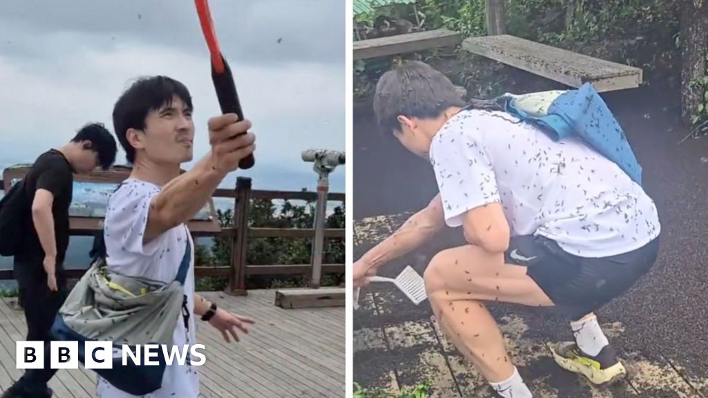 Milhões de caminhantes de enxames de 'Lovebugs' na Coréia do Sul