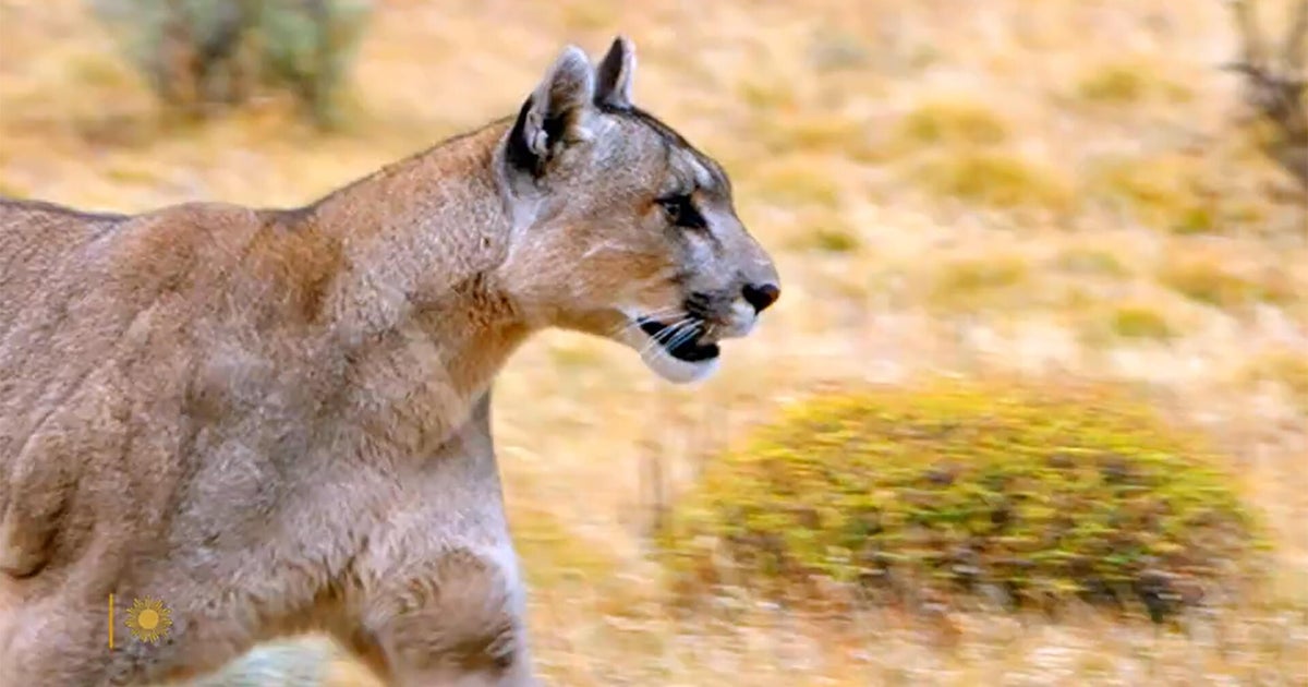 Natureza: Pumas na Patagônia