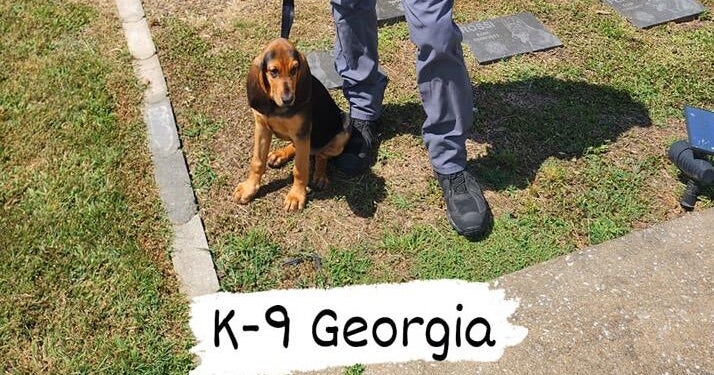 O cão da polícia da Geórgia morre depois de ficar no carro de patrulha quente f ...