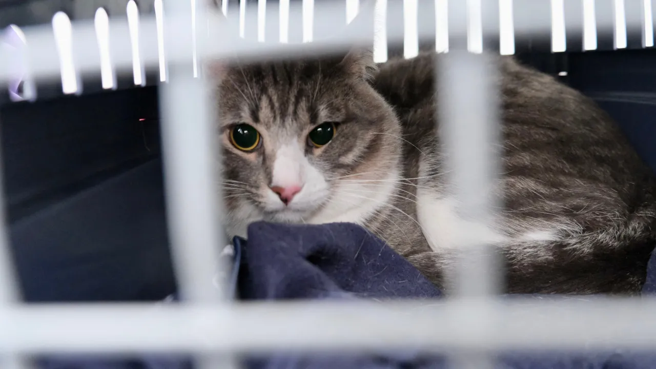 Parlamento Discute Hoje Alterações à Lei Sobre Maus-Tratos A Animais