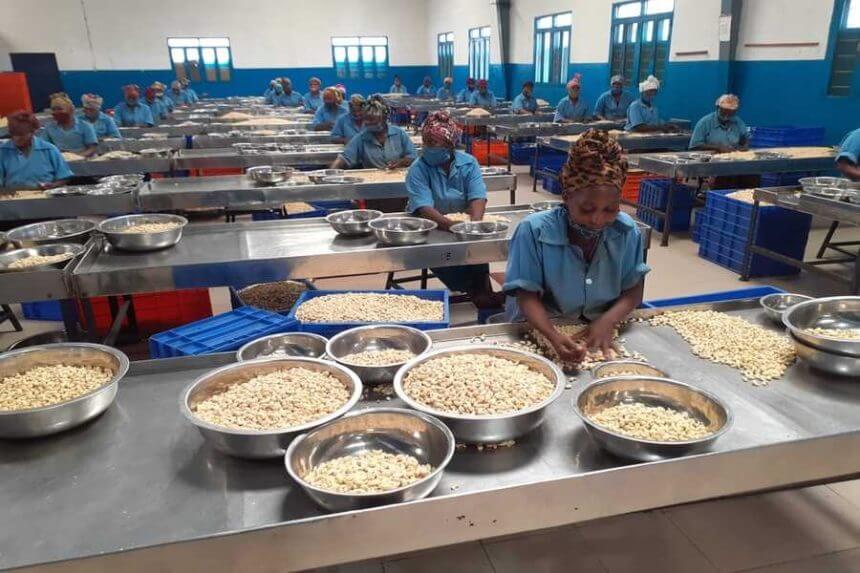 Produtores de Machaze geram 270 milhões de meticais com castanha de caju