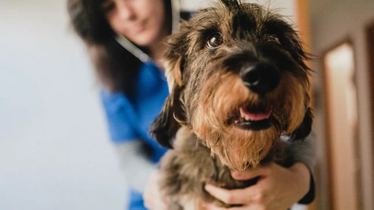 Tem o seu animal doente? Entenda se a falta é (ou não) justificada