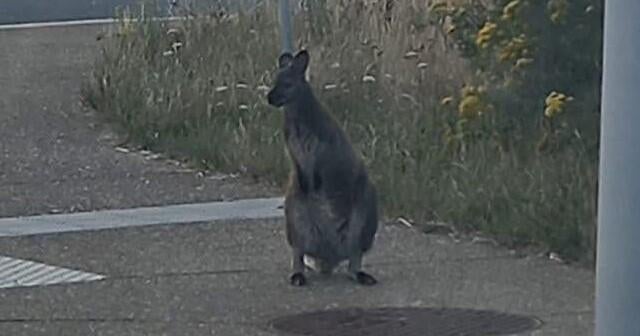 Wallabies Escape Gabinete na Bélgica, provocando perseguição policial ...